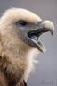 VincR 2009-01-17 vautour portrait