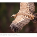 VincR 2009-01-18 vautour vol