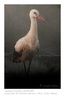 VincR 2009-08-20 cigogne630