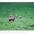 VincR 2007-07-04 chamois allaitement