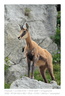 VincR 2007-07-18 chamois-rocher630
