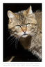 VincR 2008-03-05 chat portrait-soleil