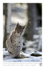 VincR 2008-03-05 chaton-rocher