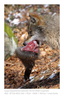 VincR 2008-03-05 loup cuisse