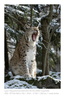 VincR 2008-03-05 lynx-baille