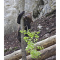 VincR 2008-05-08 juraparc ourson-arbre