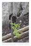 VincR 2008-05-08 juraparc ourson-arbre