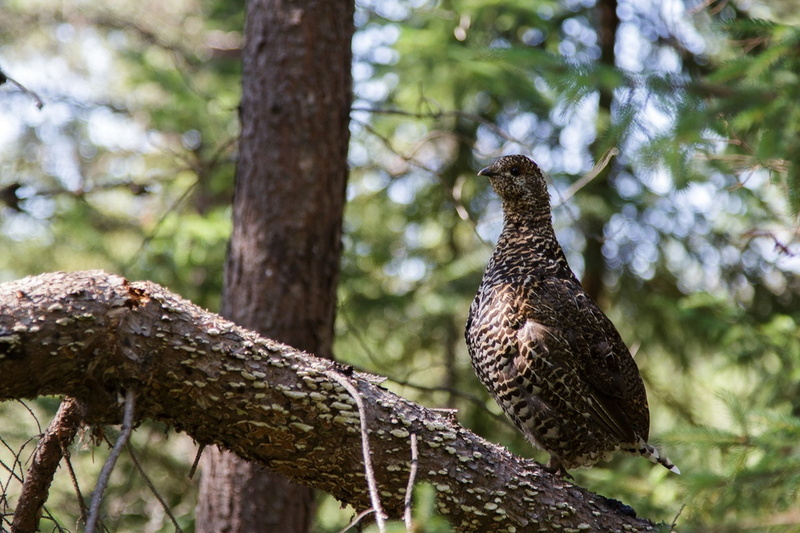 VincR 2013-08-24-quebec