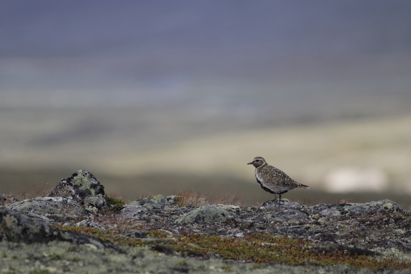 VincR 2017-08-13-road-trip sandinavie-22