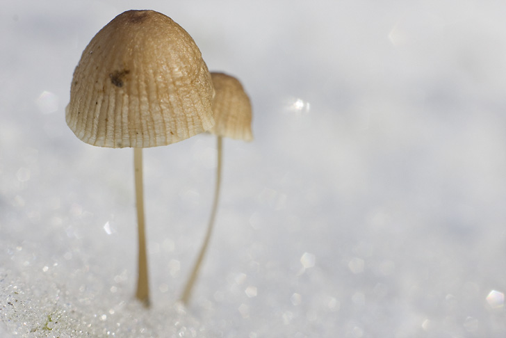 VincR 2012-10-28 champi