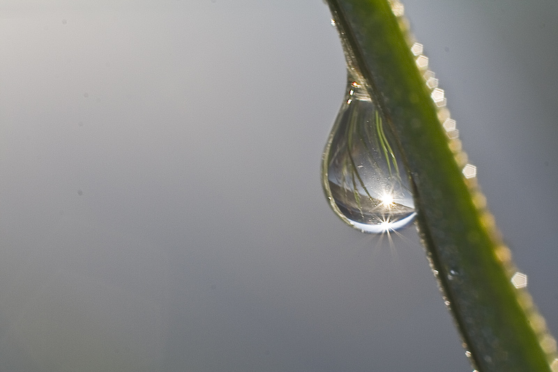 VincR goutte soleillevant