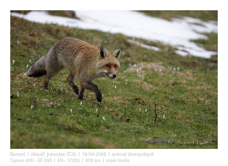 VincR 2008-04-18 renard marche