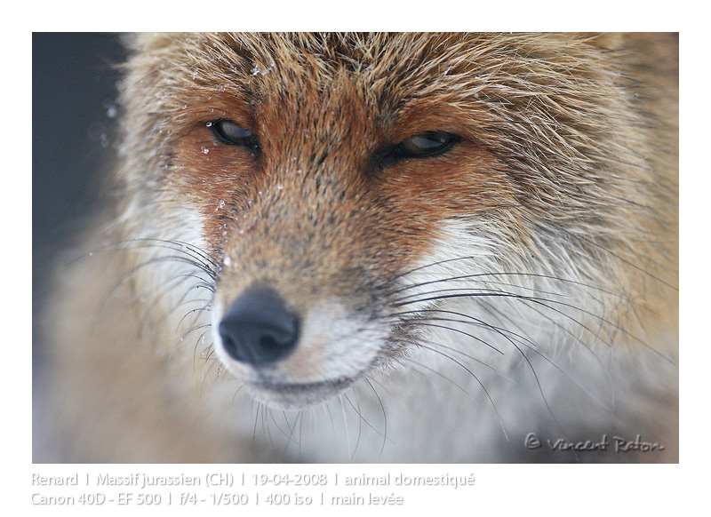 VincR 2008-04-19 renard domestique-portrait