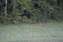 Photo animaliere