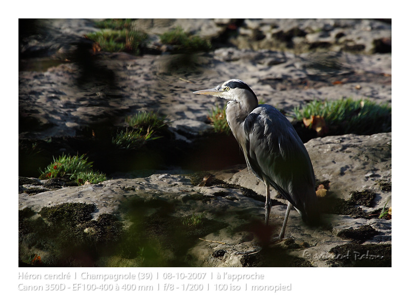 VincR 2007-10-08 heron