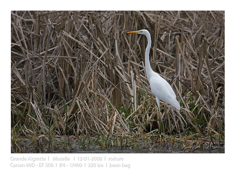 VincR 2008-01-12 aigrette