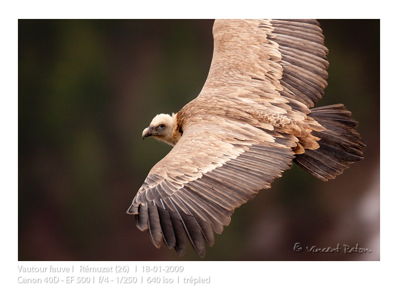VincR 2009-01-18 vautour vol