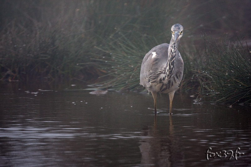VincR 2009-08-20 pyrenees heron
