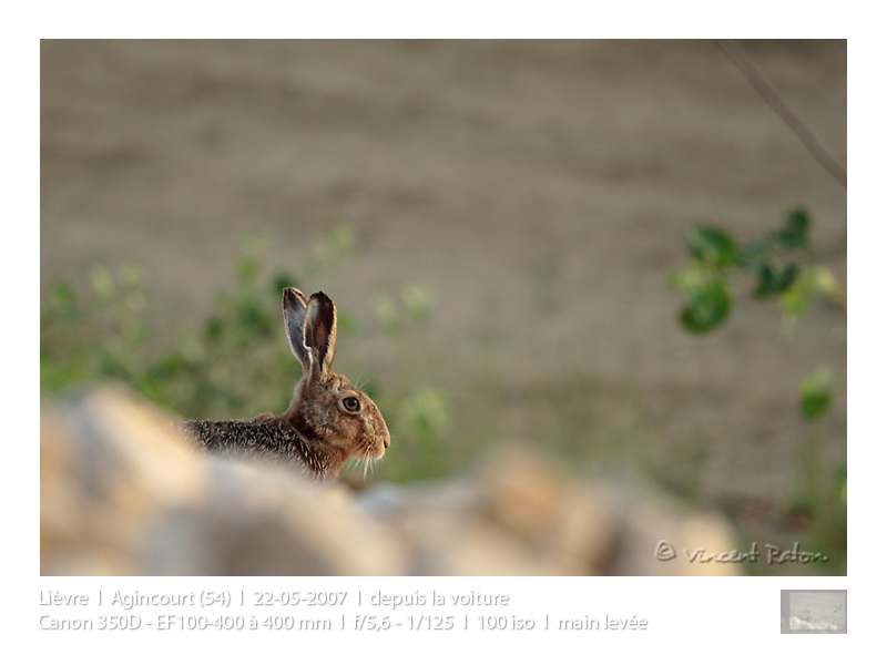 VincR 2007-05-22 lievre
