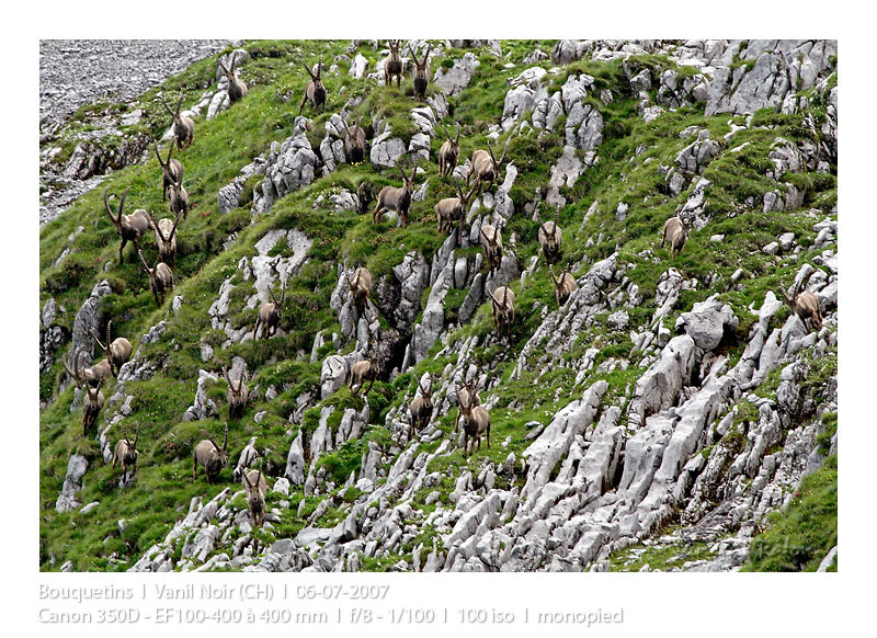 VincR 2007-07-06 avalanche-bouquetin