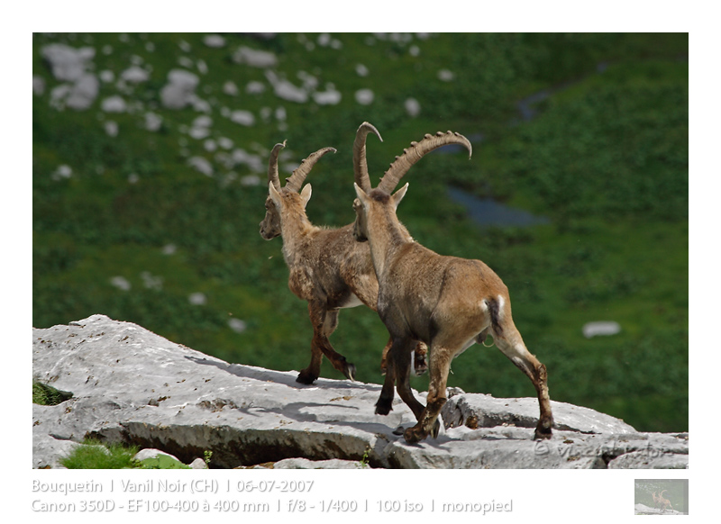 VincR 2007-07-06 bouquetin