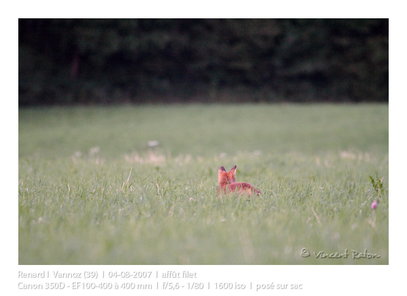 VincR 2007-08-04 renard-dos