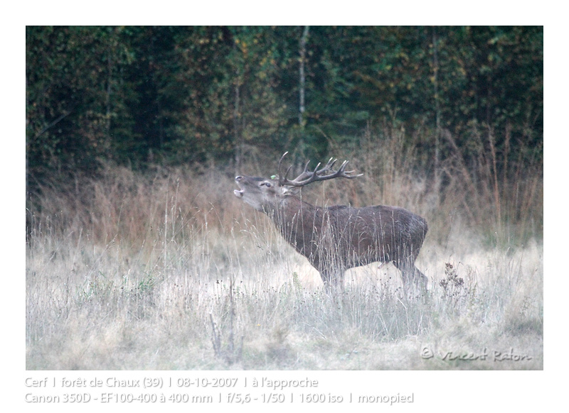 VincR 2007-10-08 cerf