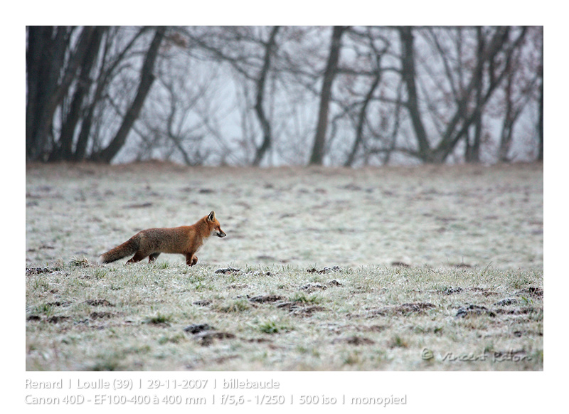 VincR 2007-11-29 renard