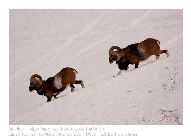 VincR 2008-01-04-mouflons