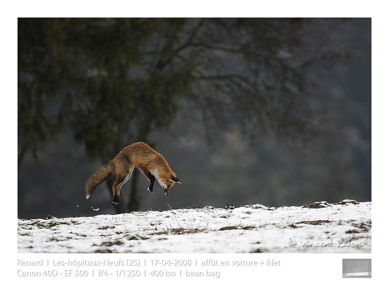 VincR 2008-04-17 renard-bond