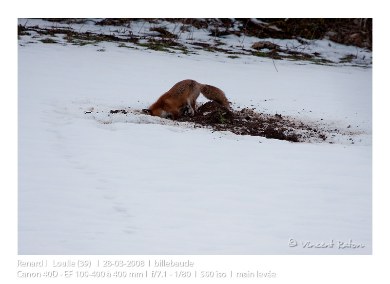 VincR 2008-3-28 renard-creuse