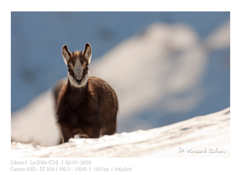 VincR 2009-01-02 chamois-dole