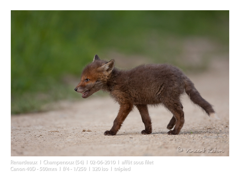 VincR 2010-06-02 renardeaux