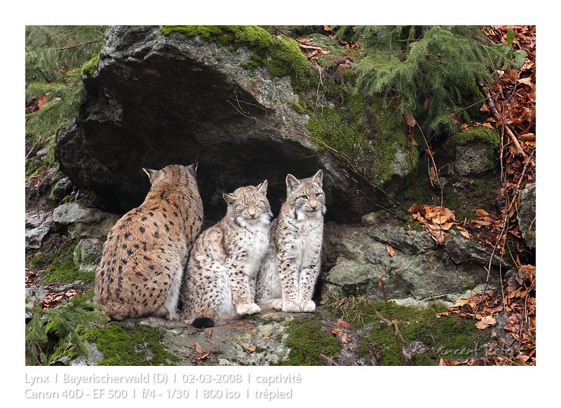 VincR 2008-03-02 3lynxrocher