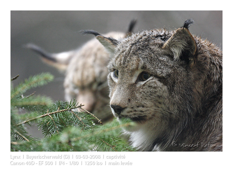 VincR 2008-03-03 lynxportrait