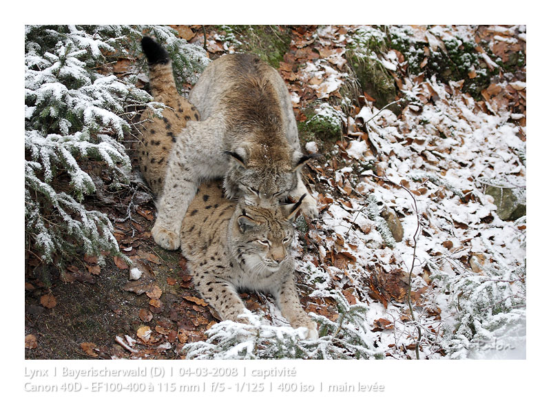 VincR 2008-03-04 lynx-accouplement
