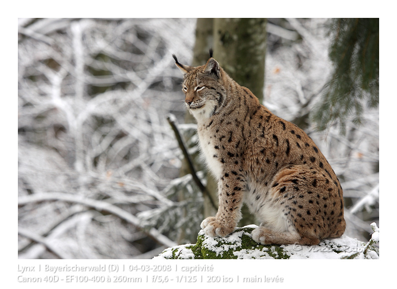 VincR 2008-03-04 lynxneige