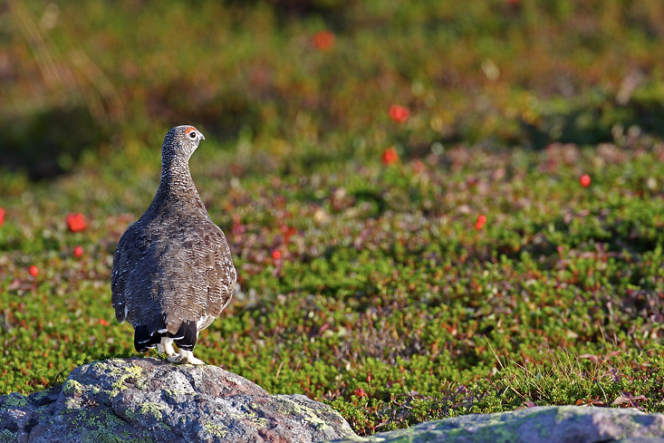 VincR 2008-09-03 lagopede-gros-morne