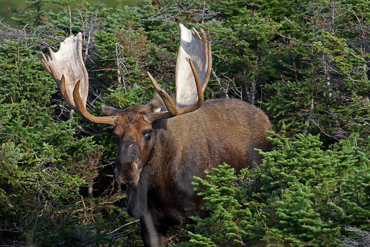 VincR 2008-09-03 moose-gros-morne