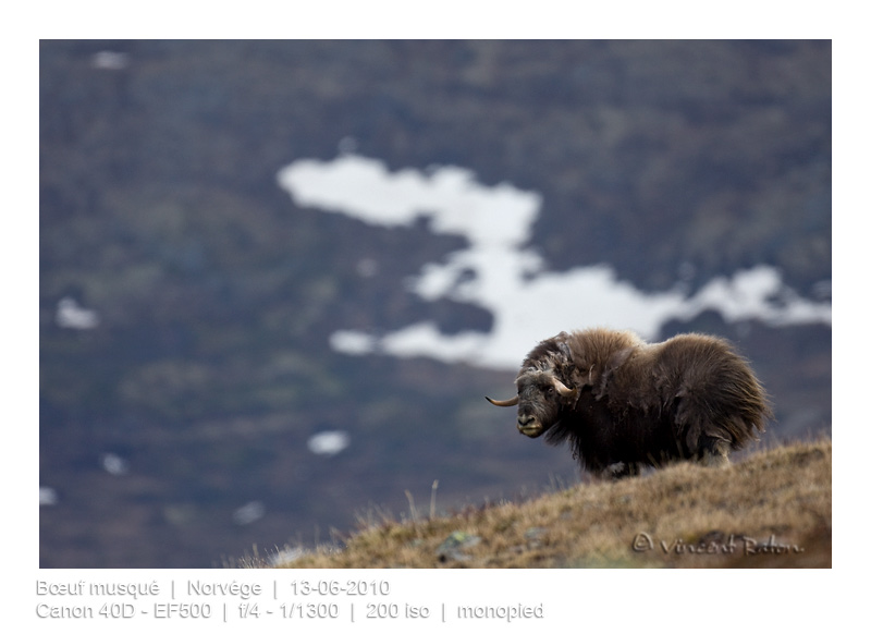 VincR 20100613 boeuf4